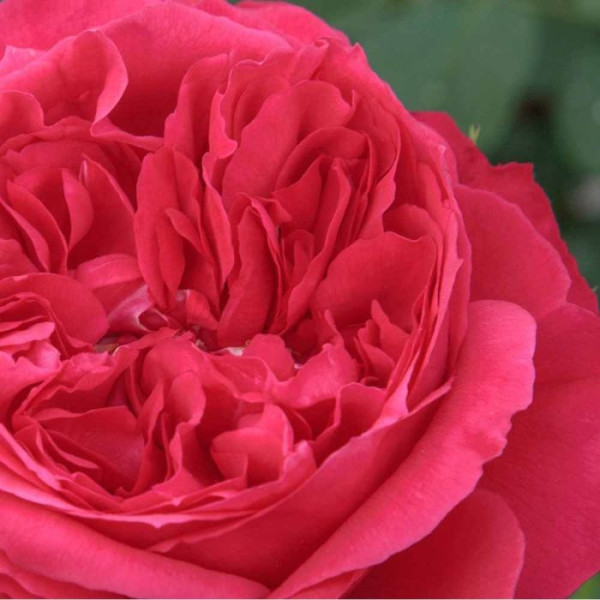 RUBAN ROUGE® / ELBJUWEL®  Meiprehmyr RUBAN ROUGE® / ELBJUWEL®  Meiprehmyr